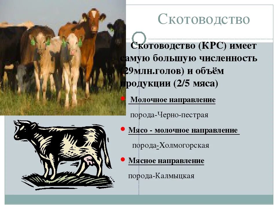 Скотоводство презентация. Животноводство КРС. Особенности крупного рогатого скота. Отрасли животноводства КРС. Направление животноводства в россии