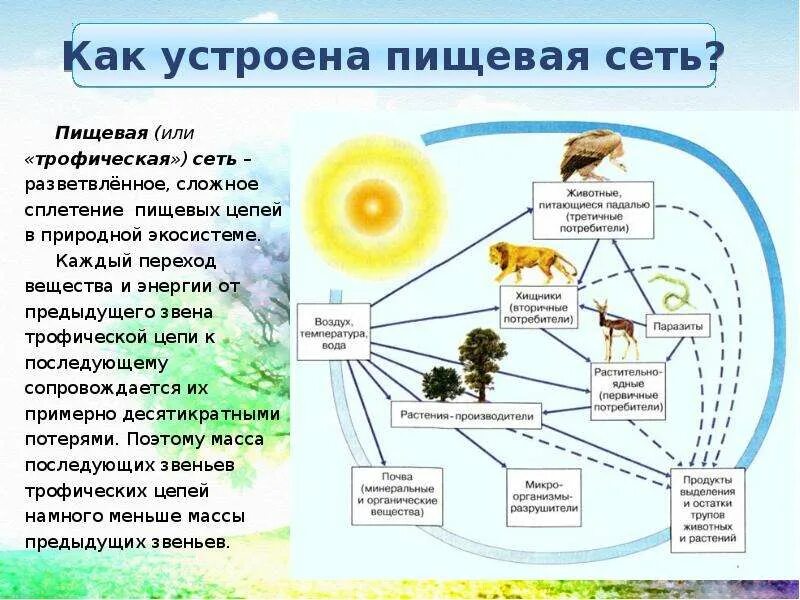 Понятие пищевая сеть. Презентация по биологии на тему пищевые цепи. Пищевые цепи и сети. Пищевая сеть по биологии.