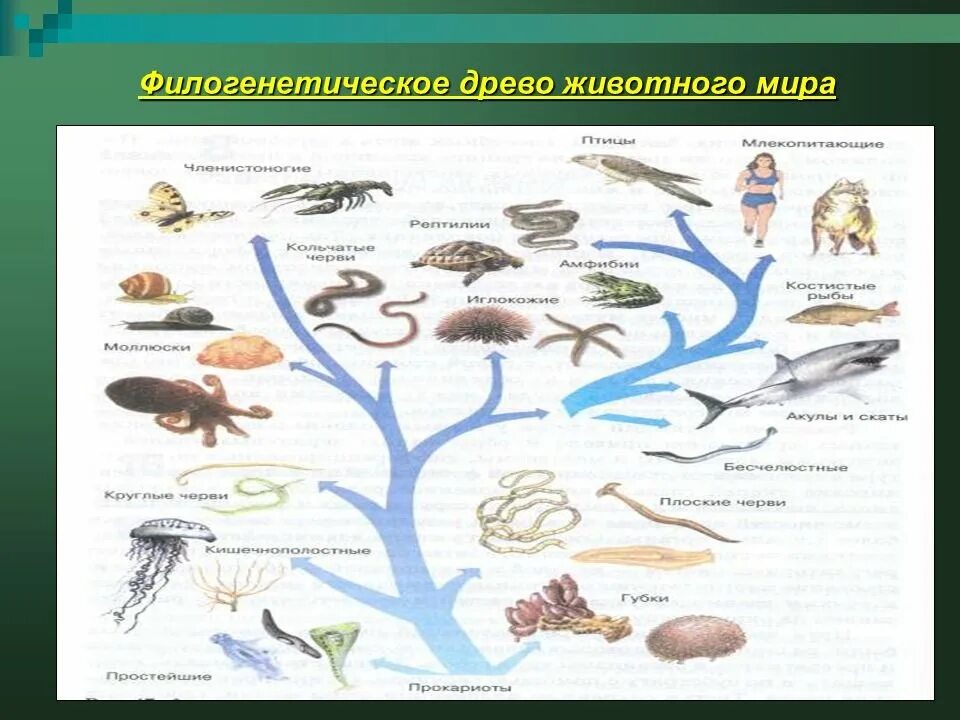 Древо живого. Древо эволюции царство животных.