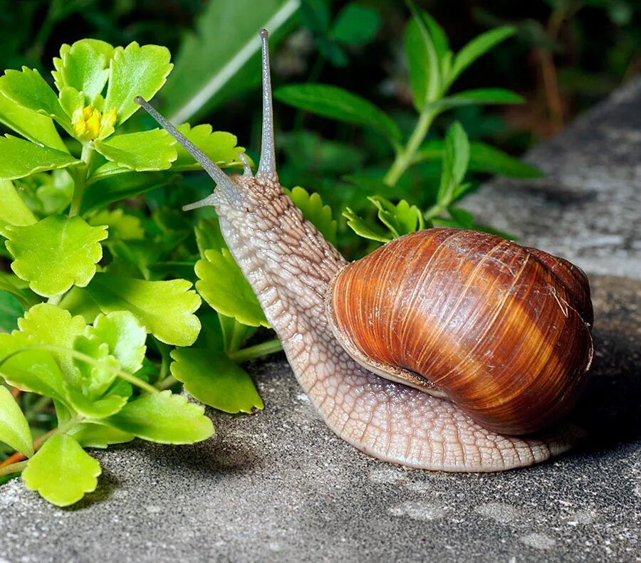 Брюхоногие моллюски Виноградная улитка. Улитка Helix pomatia. Виноградная улитка Хеликс. Садовая, улитка (Helix pomatia)..