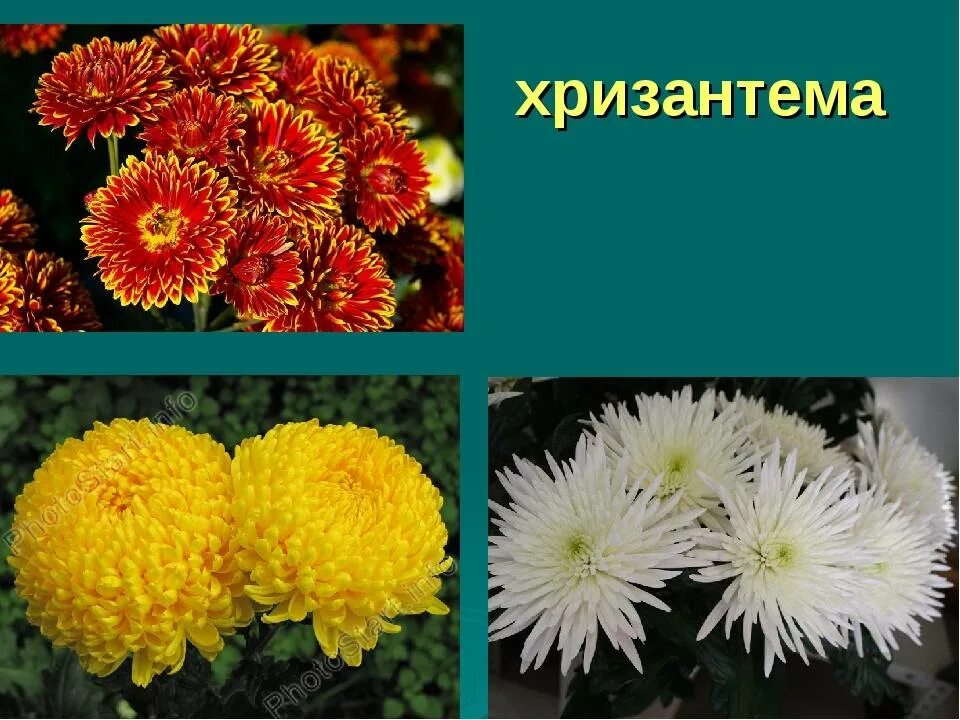 Определите несколько растений осенних цветников запишите названия