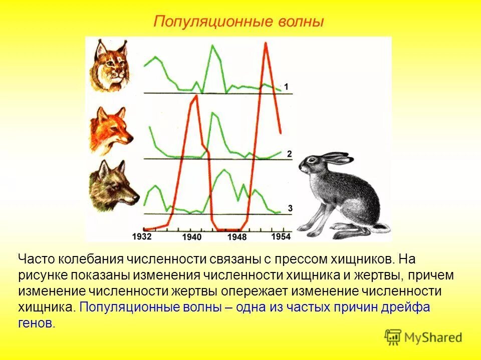 четвериков популяционные волны. публиционные волны примеры. популяционные волны характеристика фактора. волны жизни популяционные волны.