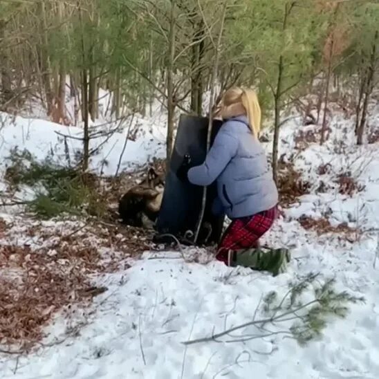 Человек спасается от волка. Голодные волки гуляют по бутикам. Девушка спасла волка. Блондинка и волк. Девушка спасла волка.