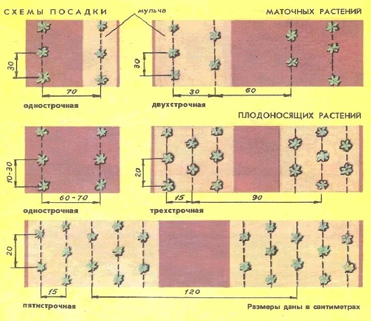 Трехстрочная посадка клубники схема. Клубника схема посадки двухстрочная. Схема посадки ремонтантной земляники в открытом грунте. Схема посадки ремонтантной клубники в открытом грунте.