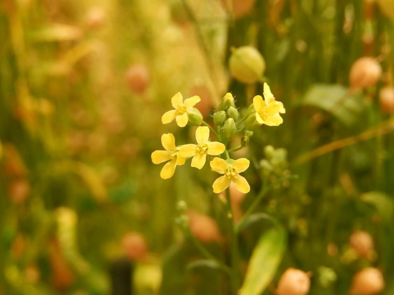 Рыжика посевного (Camelina Sativa),. Камелина Рыжик посевной. Рыжик посевной семейство крестоцветные. Рыжик масличный. Цветок рыжик