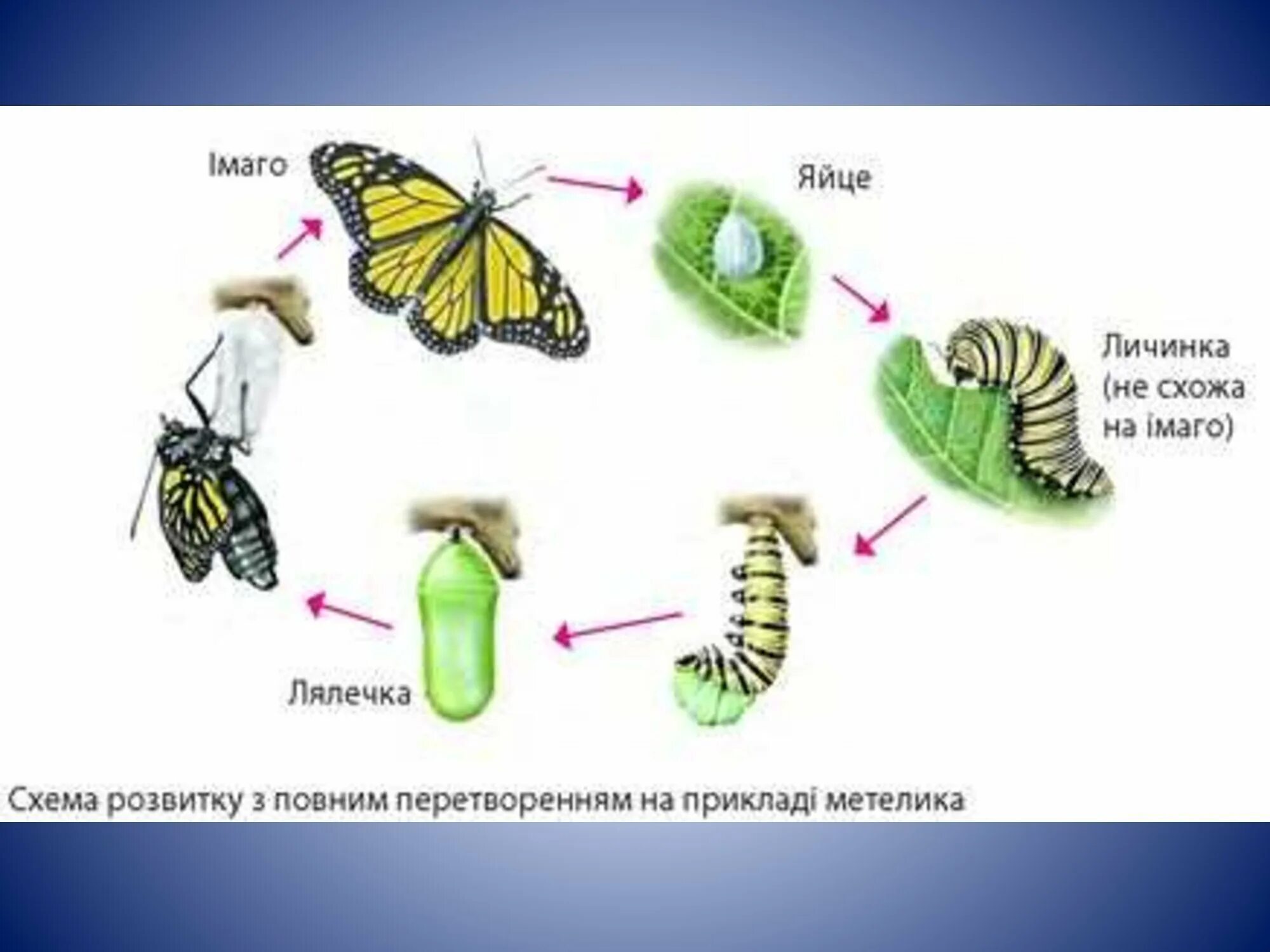 Капустная белянка неполное превращение. Цикл развития бабочки схема. Развитие бабочки капустницы схема. Личинка гусеница куколка бабочка. Личинка куколка Имаго.