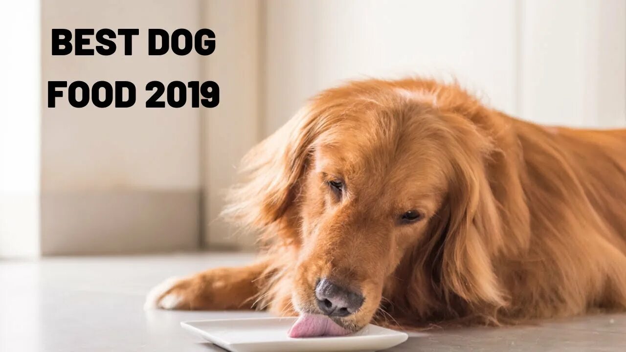 Много собак. Порода золотистый ретривер. Dog the best. Dog the best. Бернский зенненхунд.