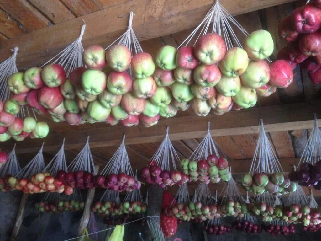 Хранение яблок. Подвешенные фрукты и овощи. Хранение яблок в погребе. Хранение яблок на зиму в погребе.