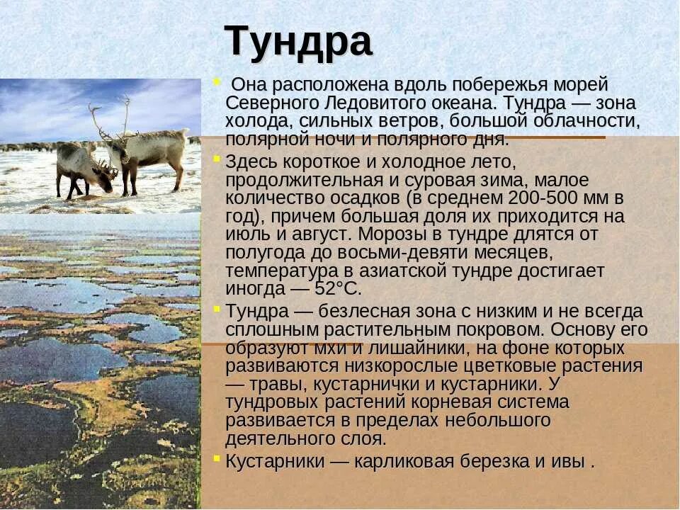 Тест северные безлесные зоны 8 класс. Природная зона тундра климат. Природная зона тундра животные и растения. Рассказ о тундре. Доклад на тему тундра.