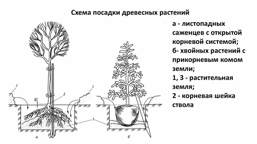 Корневой диаметр. Схема посадки саженцев с закрытой корневой системой. Схема посадки крупномеров. Схема посадки кустарников с комом земли. Схема посадки деревьев с открытой корневой системой.