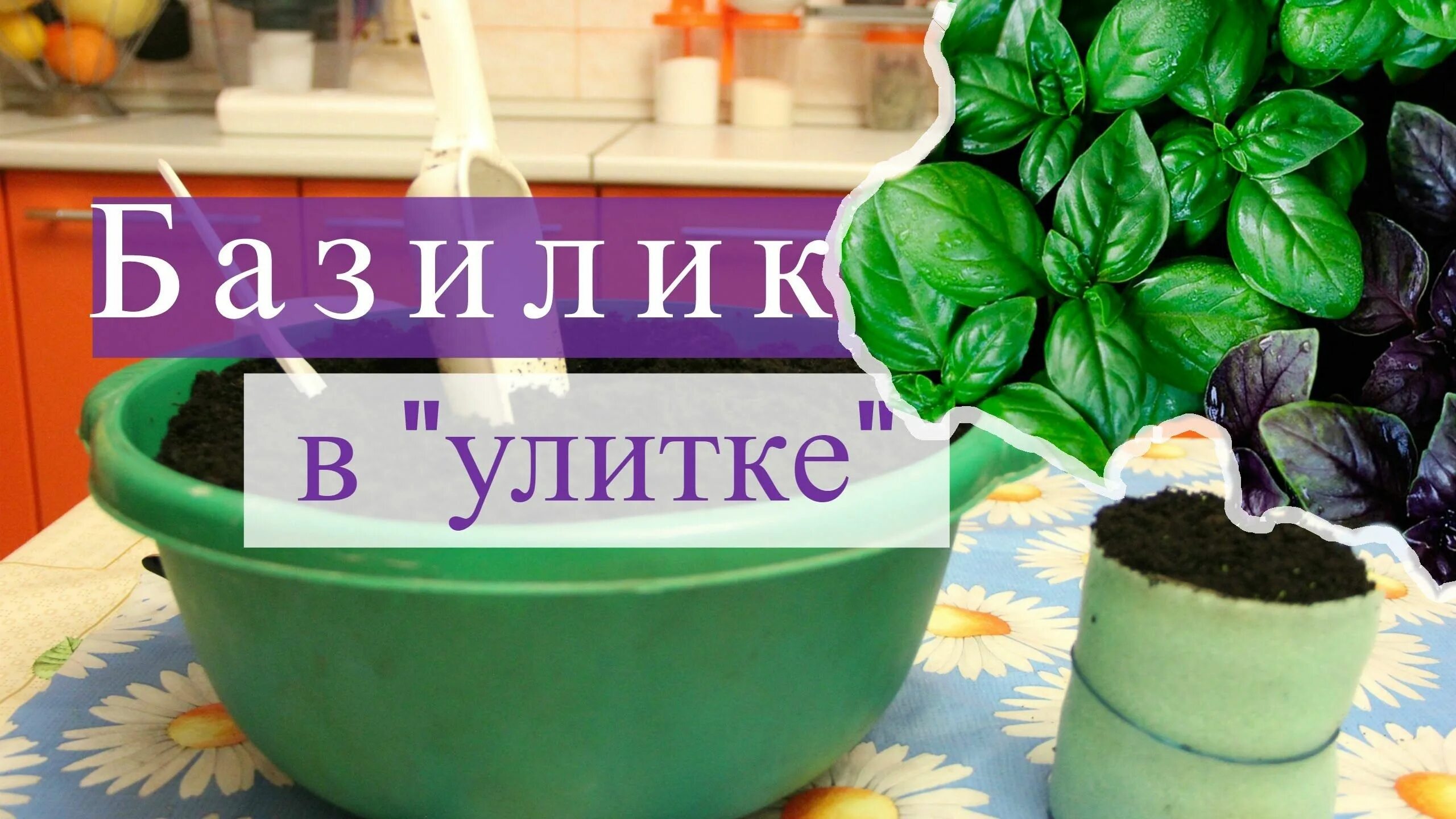 Сажать в улитку. Базилик пикировка. Базилик в улитке. Рассада базилика в улитке. Базилик рассада.