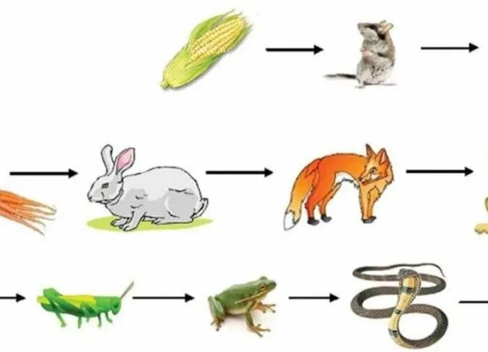 Пищевая цепочка животных. Пищевая цепочка в природе. Игра пищевая цепочка. Цепь питания человека.