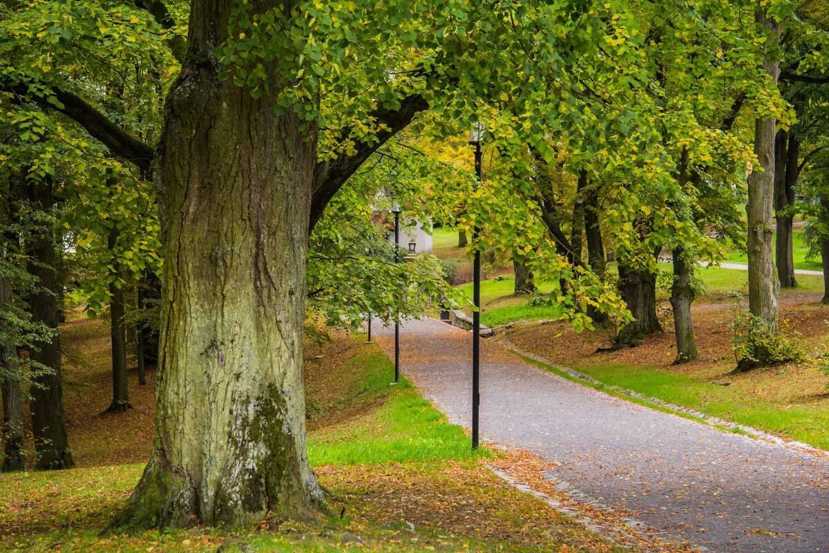 Аллея дуб парк. Аллея в парке. Аллея в парке фото.