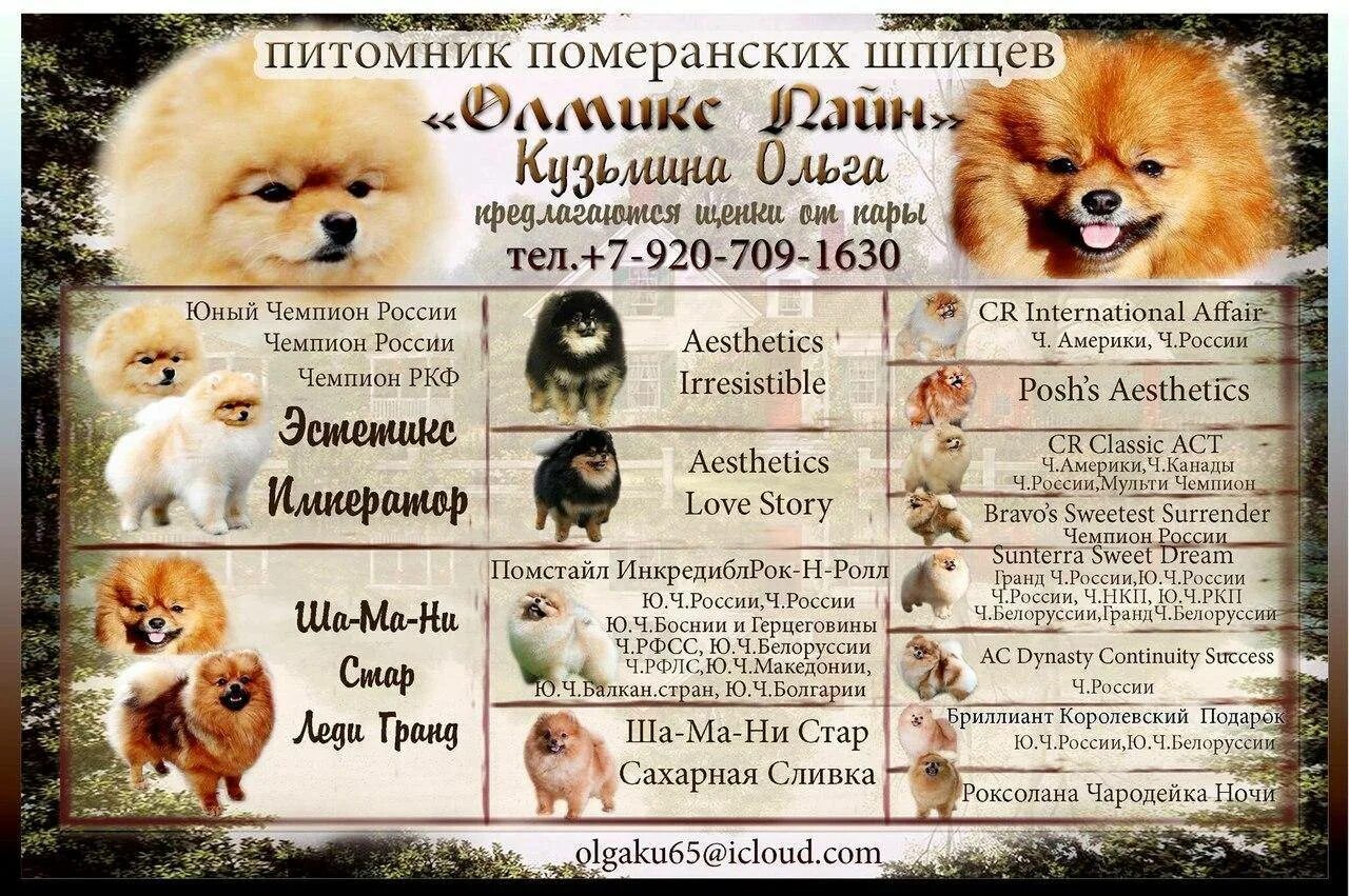 Как назвать девочку щенка имя