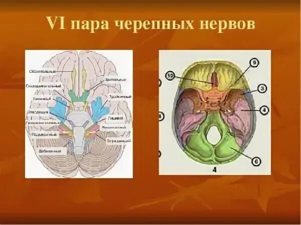 3 4 6 черепные нервы. 6 Пара ЧМН. 4 Пара ЧМН. 4 Пара черепных нервов. 4 Пара черепно мозговых нервов.