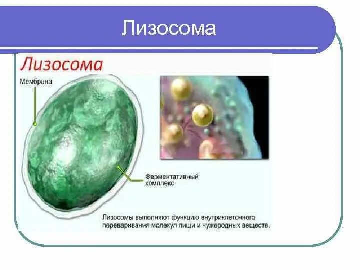 Лизосома упаковка веществ. Строение структура лизосомы. Электронограмма первичной лизосомы. Микроскопическое строение лизосомы.