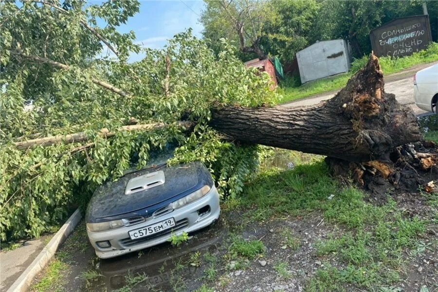 Дерево сильная буря. Сломанное дерево. Поваленное дерево. Дерево после бури. Ураган повалил деревья.