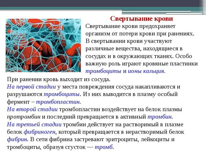 Какая система органов предохраняет. Какая система органов предохраняет