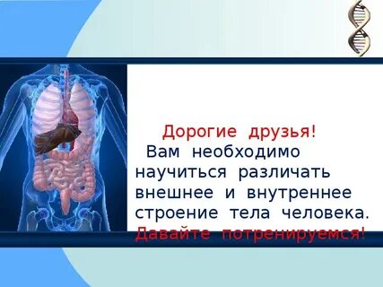 Какая наука изучает внутреннее строение организма человека