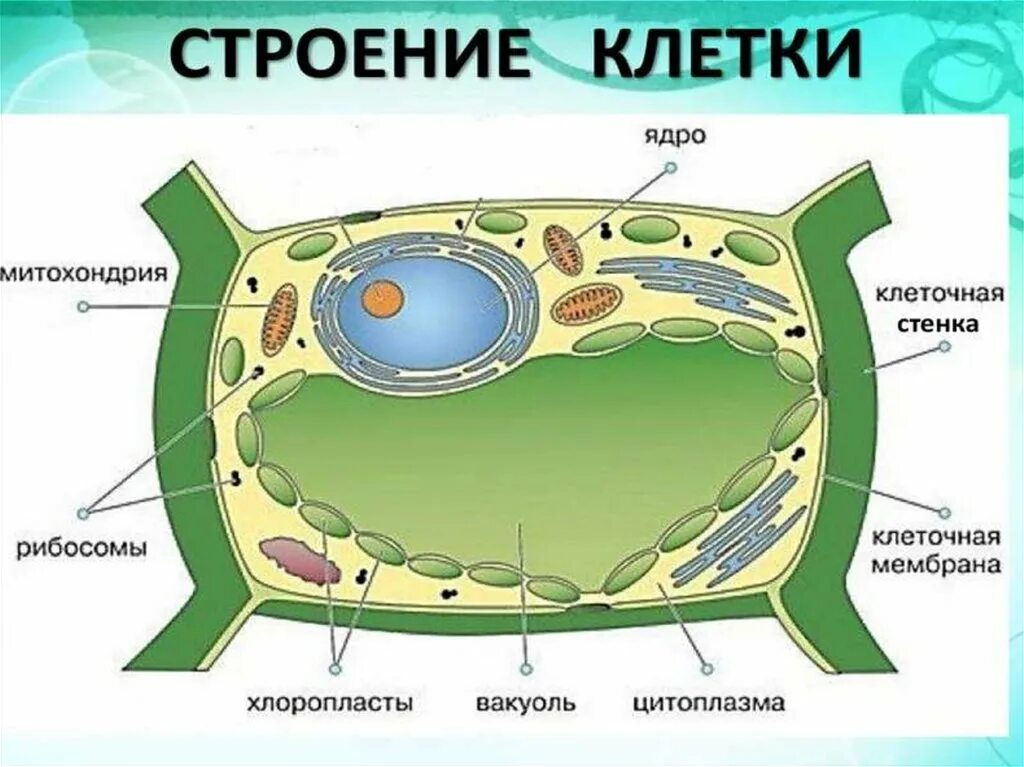 Строение растительной клетки. Структура растительной клетки. Клеточное строение растений. Схема строения клетки растения. Растительная клетка термины