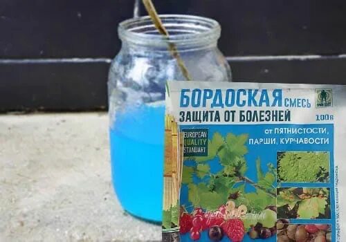 Бордосская жидкость. Приготовление бордосской жидкости. Жидкий раствор бордосская жидкость. Готовый раствор бордосской жидкости. Бордосская жидкость 3 процентная как приготовить