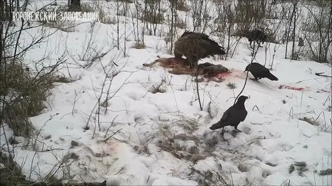 Заповедник ютуб последнее