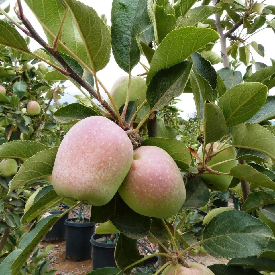 Яблоня Malus domestica. Яблоня домашняя (Malus domestica). Яблоня Медовка. Яблоня Malus Hyslop.