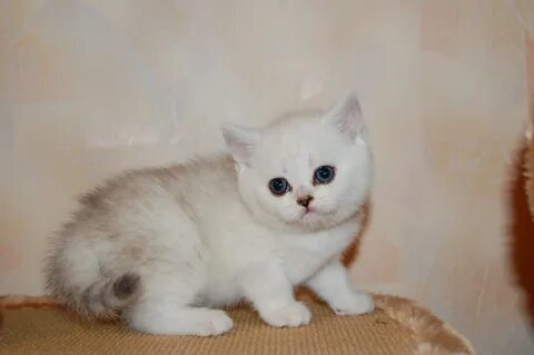 Шотландская шиншилла котенок