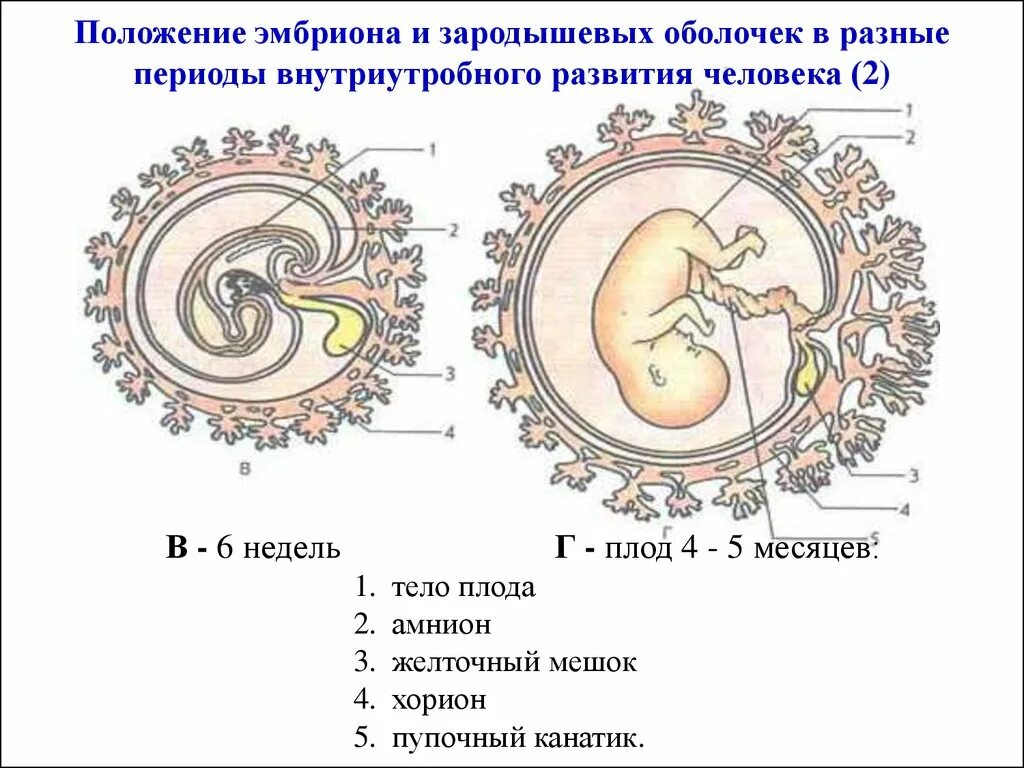 Где и как развивается плод млекопитающих. Зародышевые оболочки амнион и хорион. Хорион аллантоис. Эмбрион хорион амнион. Амнион хорион аллантоис.