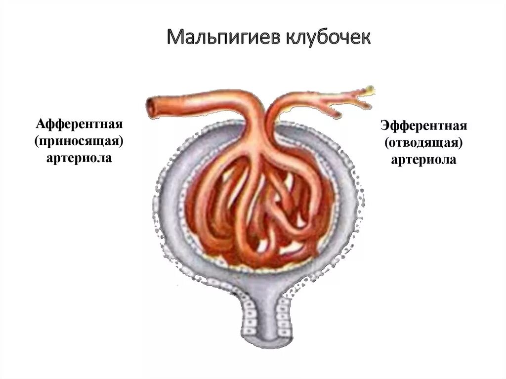 Строение почки капсула нефрона. Капсула клубочка нефрона строение. Строение клубочка нефрона почки. Капиляоный клубок нефрона.