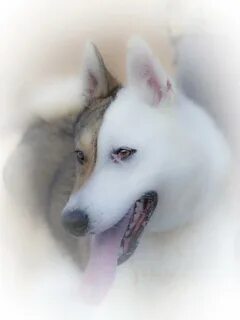 Лайки альбомы