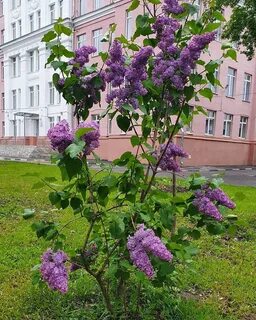 Около дома цветут душистая