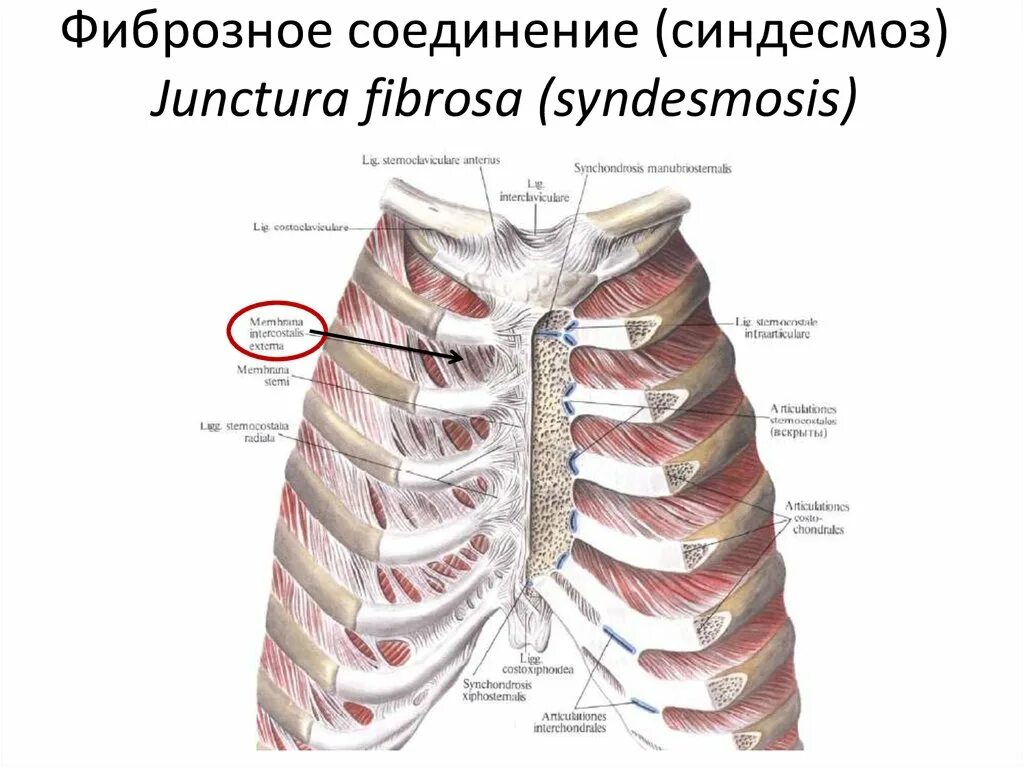 Соединение между ребрами. Костно мышечный каркас грудной клетки. Связки грудины анатомия. Соединение мечевидного отростка с грудиной. Грудная клетка анатомия мечевидный отросток.
