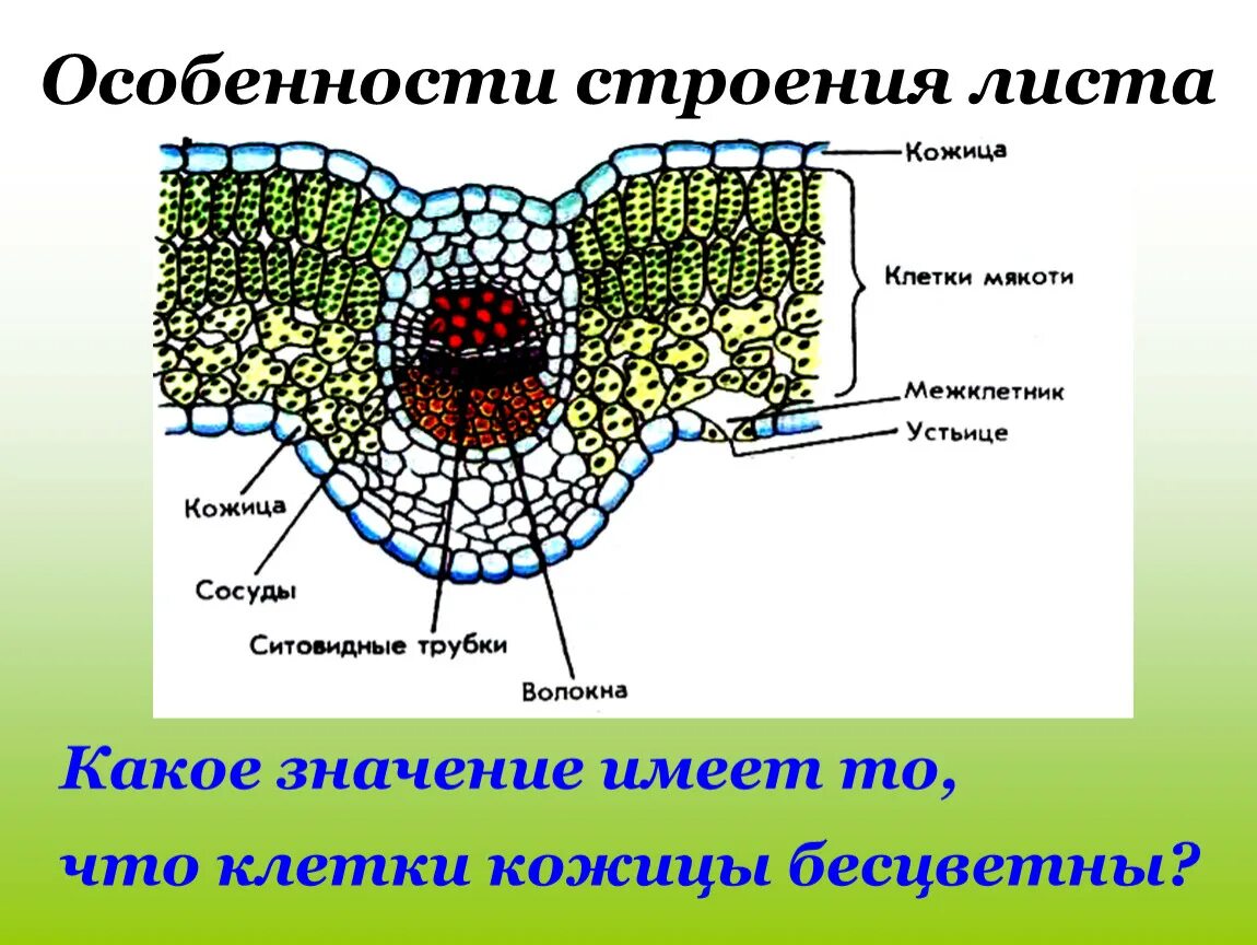 Строение клеток кожицы листа под микроскопом. Строение кожицы листьев растений. Кожица клетки мякоти листа. Особенности строения клеток кожицы листа. Кожица какая ткань у растений