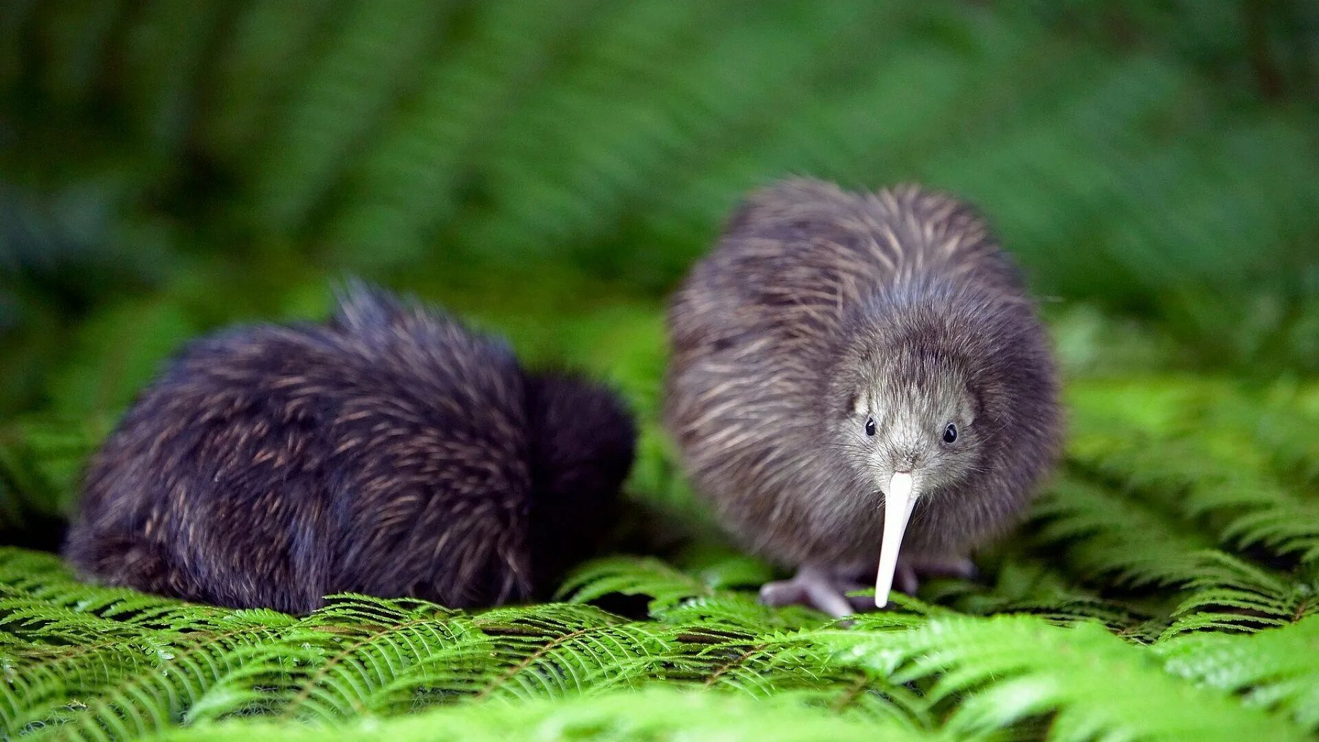 Остров киви. Киви птица. Птица киви в новой Зеландии фото. Птица киви в Океании. Новозеландская киви киви.