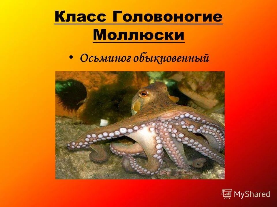 Головоногие моллюски радула. Сообщение о морских обитателях. Доклад про головоногих моллюсков 7. Информация о осьминоге. Роль в природе головоногих моллюсков.