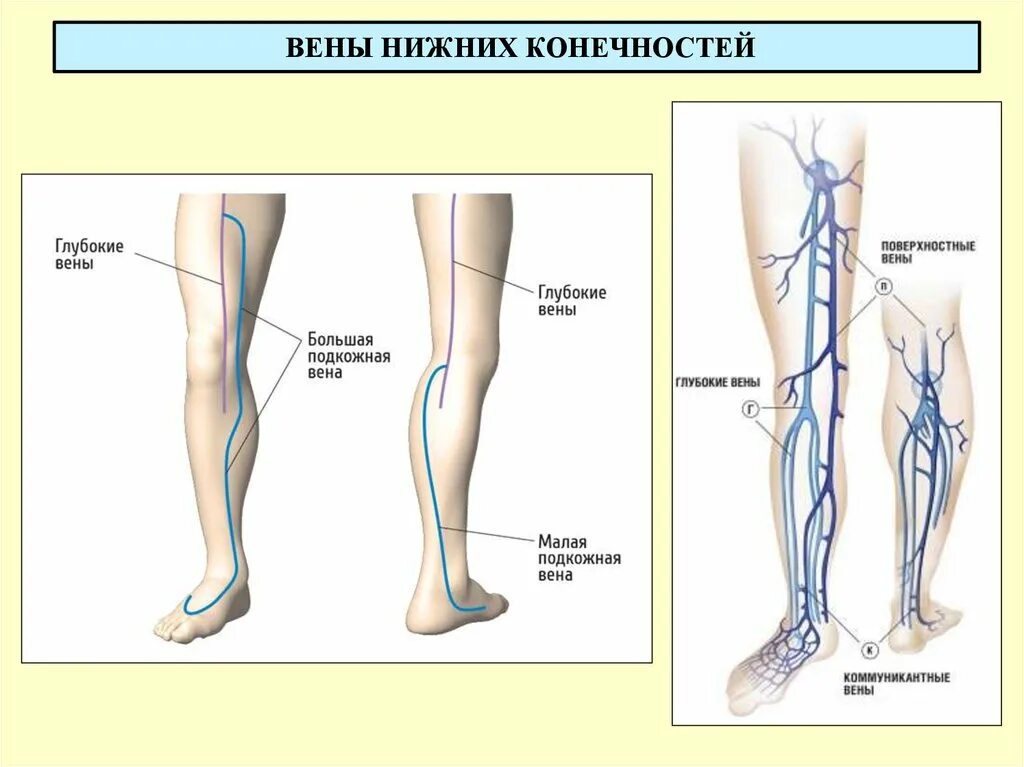 Большая подкожная вена нижней