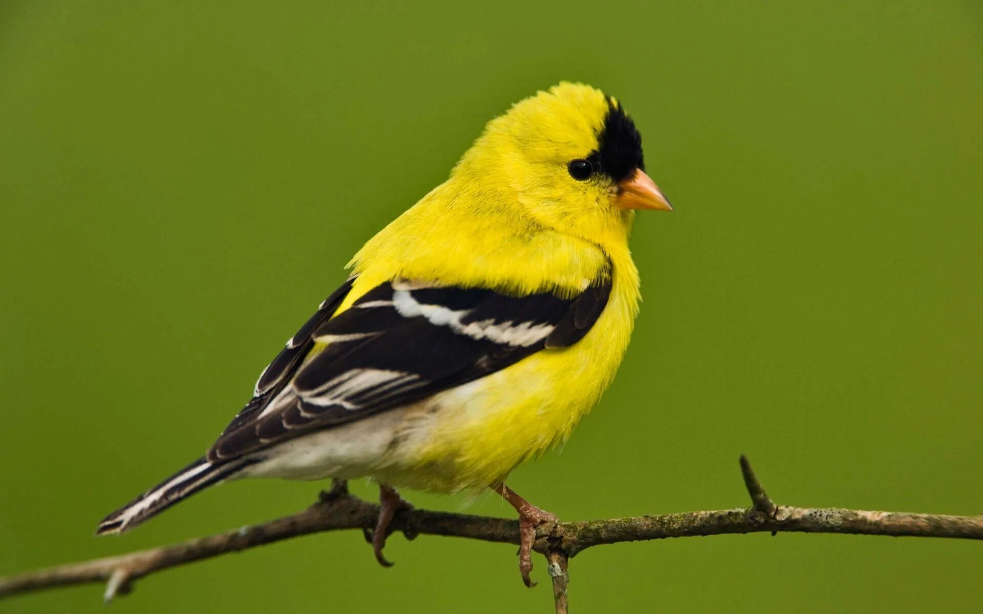 American Goldfinch птица. Жёлтый американский щегол. Американский щегол. Щеглы Вьюрковые. Птица с желтым оперением