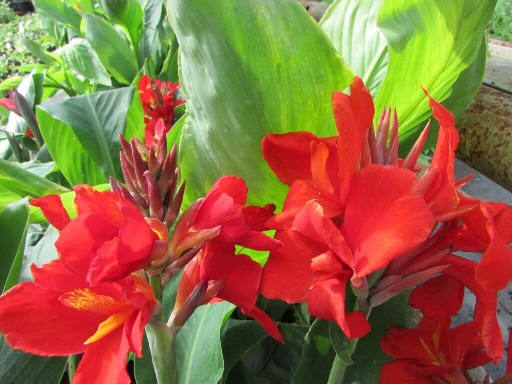 Как хранить канны зимой. Канна индика ред. канна canna indica. индийские канны цветок. канна растение крози.