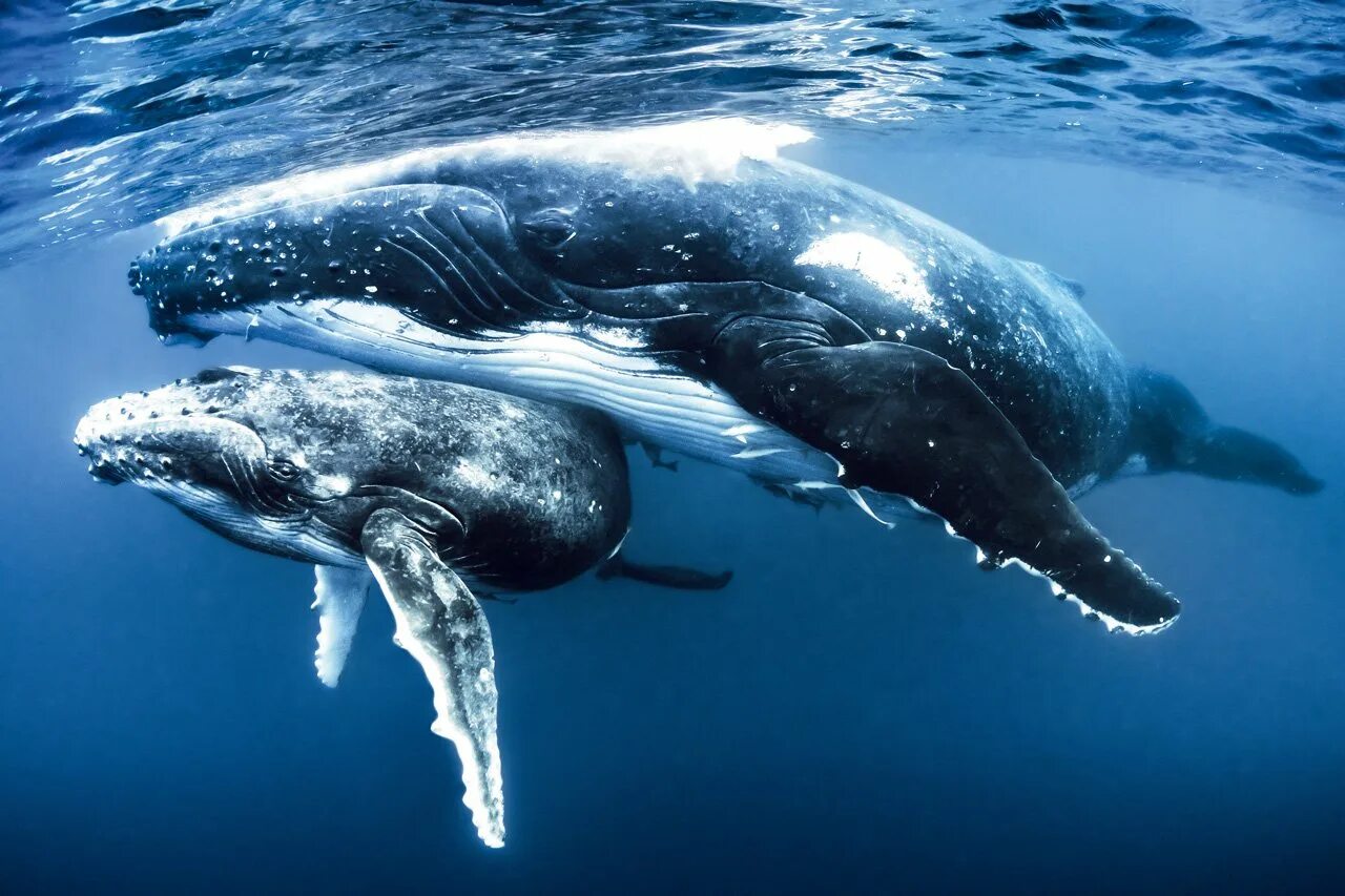 Кит личная жизнь. Китообразные горбатый кит. Горбач горбатый кит. Синий горбатый кит. Кит-Горбач, или горбатый кит.