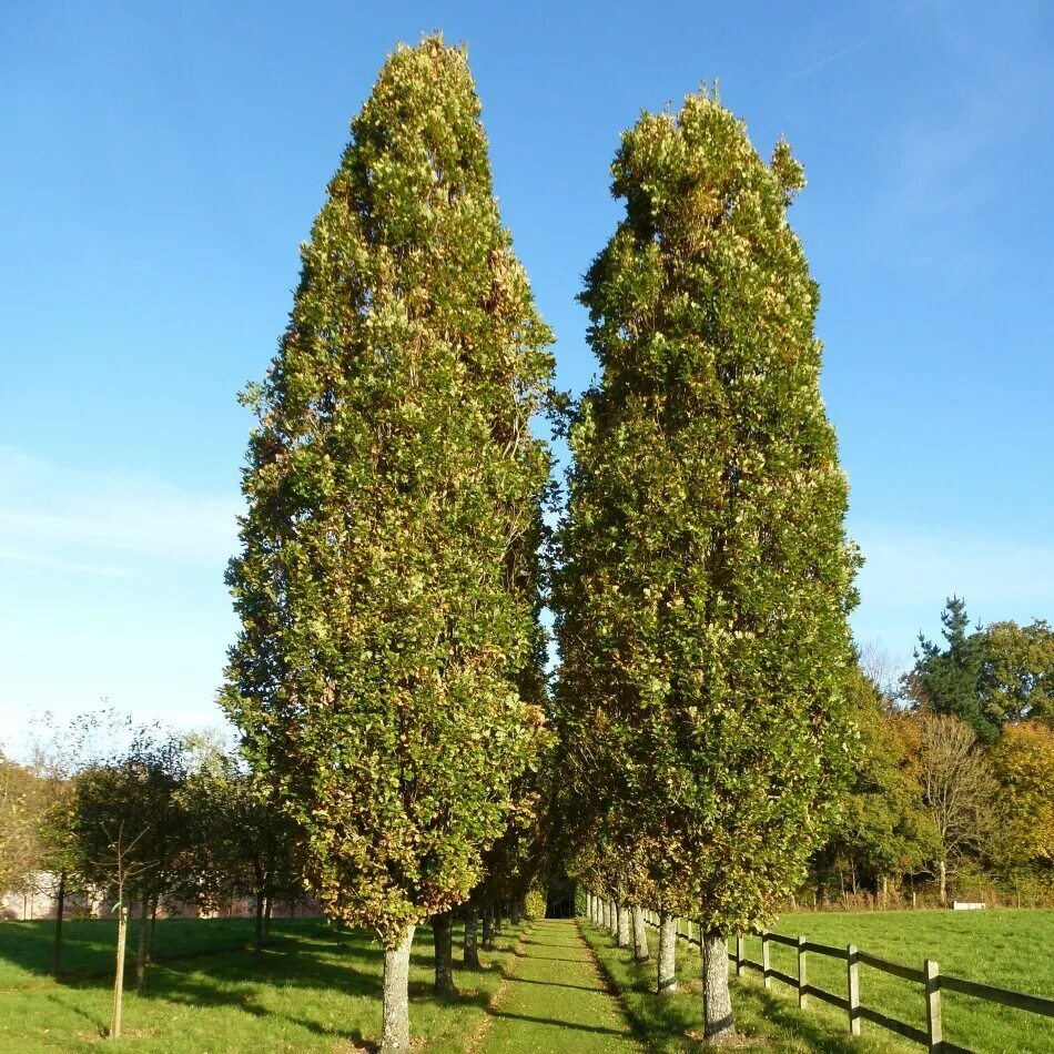 Дуб черешчатый Quercus Robur 'Fastigiata'. Дуб черешчатый "Фастигиата" (Quercus Robur "Fastigiata"). Липа крупнолистная Фастигиата. Дуб черешчатый Fastigiata. Диаметр дуба черешчатого