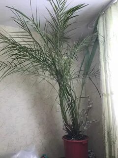 Пальма финиковая сколько лет