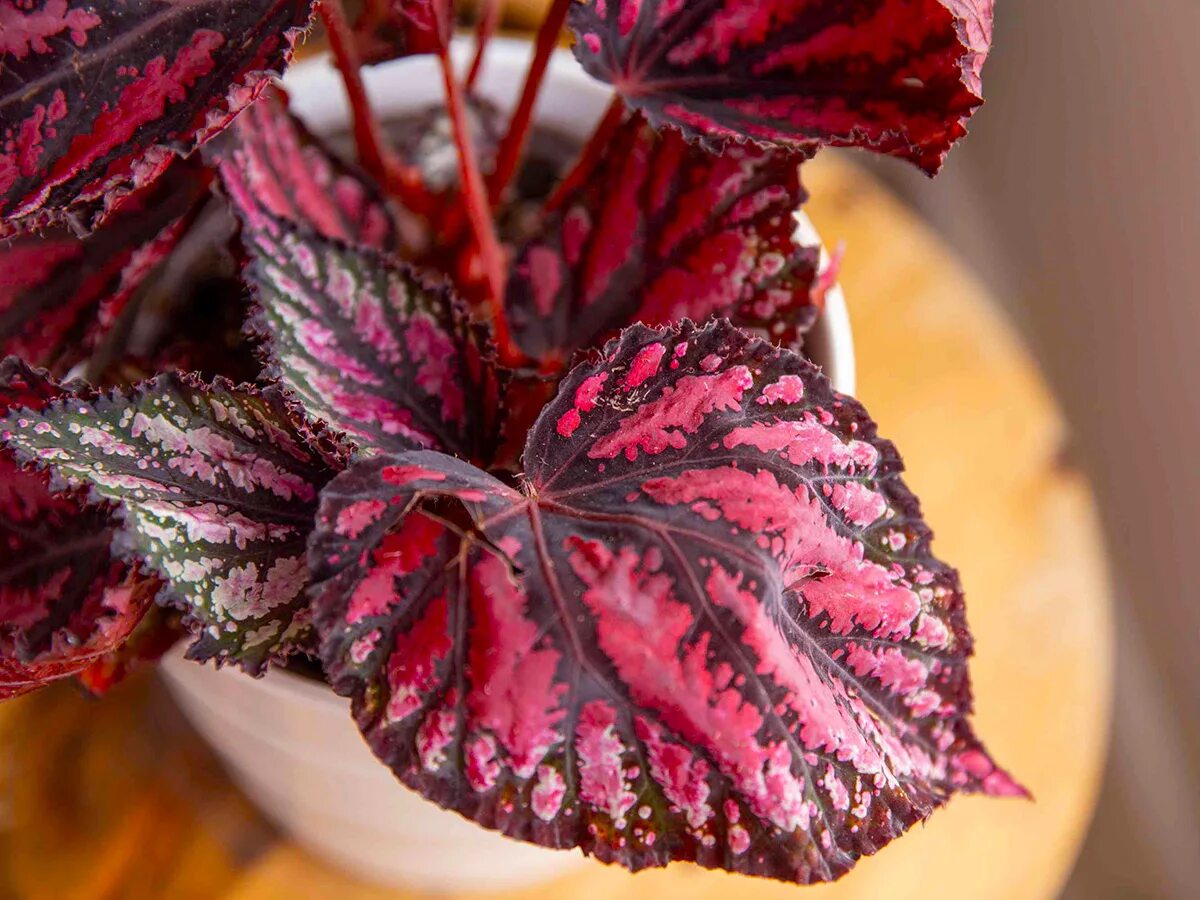 Колеус фишнет стокингс. Цветок с фиолетовыми прожилками на листьях. Бегония рекс. Стробилантес дайера. Калатея фиолетовая.