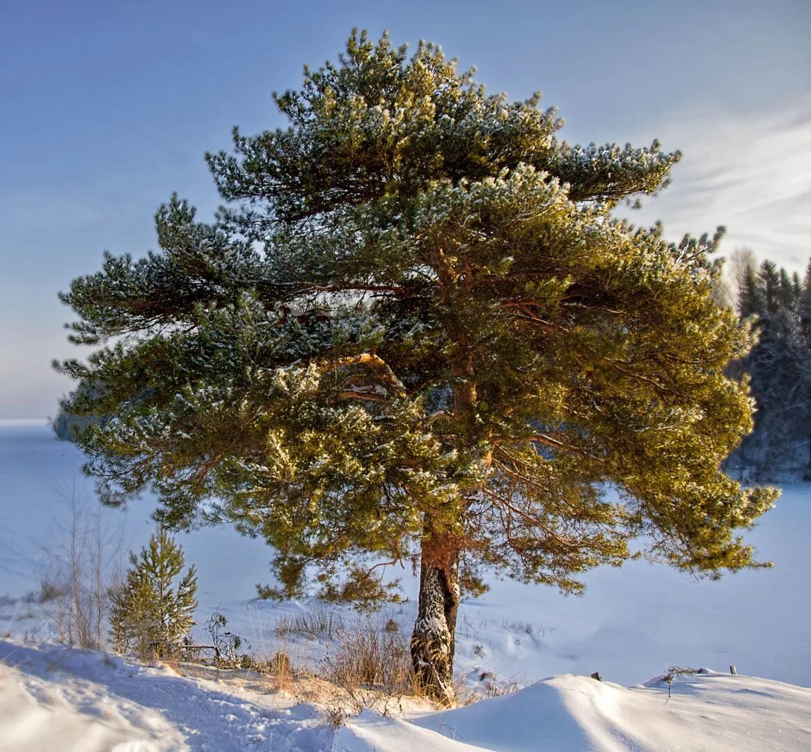 Лиственница комарова. Pinus Sylvestris Martham. Сосна обыкновенная в Якутии. Сосна обыкновенная ‘Alba picta’.. Сосна Кавказская крючковатая.