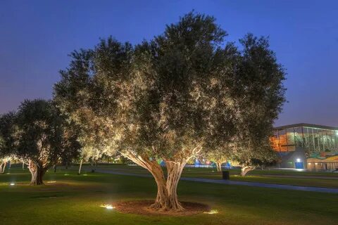 Olive tree паттайя отзывы