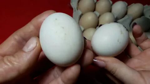 Инкуб кур яиц