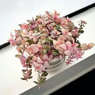 Каллизия розовая