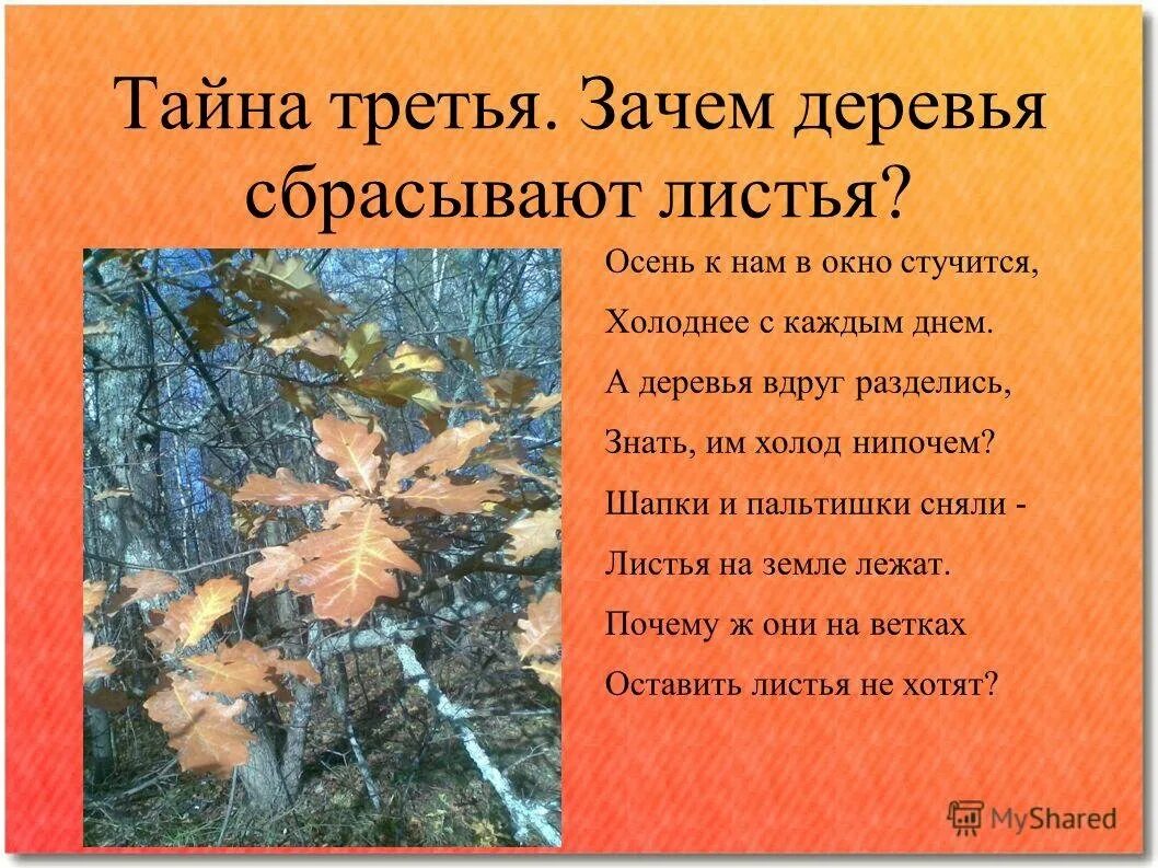 Зачем деревья сбрасывают листья осенью. Стихотворение листья. Стихи на тему осенние листья. Почему деревья сбрасывают листья на зиму.