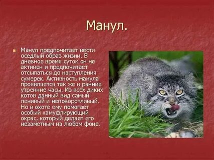 Дикий кот из красной книги манул описание