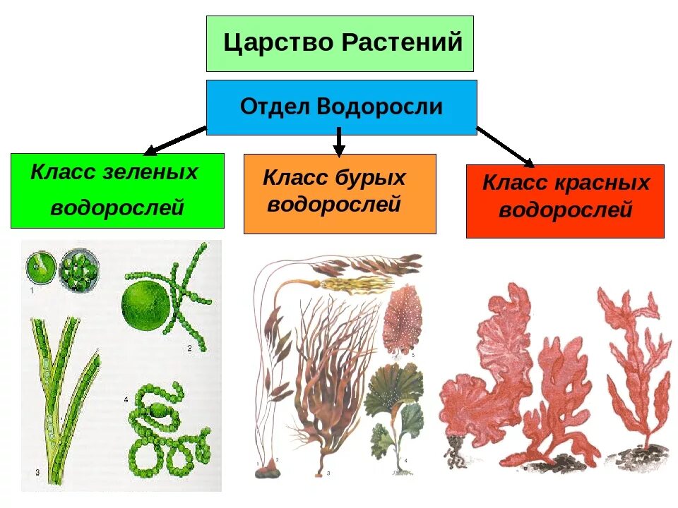 Биология отдел зеленые водоросли. Красные водоросли, зелёные водоросли таблица. Классификация водорослей схема. Классификация водорослей таблица.